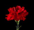 Carnation flowers isolated on a black background Royalty Free Stock Photo