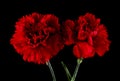 Carnation flowers isolated on a black background Royalty Free Stock Photo