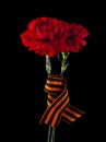 Carnation flowers isolated on a black background Royalty Free Stock Photo