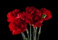 Carnation flowers isolated on a black background Royalty Free Stock Photo