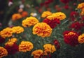 carnation garden Marigold red yellow flowers flowers The