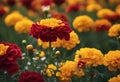 carnation garden Marigold red yellow flowers flowers The