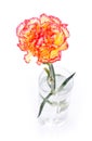 Carnation in Glass Royalty Free Stock Photo