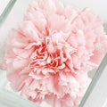 Carnation in glass vase Royalty Free Stock Photo