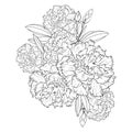 carnation January flower tattoo, carnation flower drawing, realistic carnation flower drawing, sketch carnation drawing