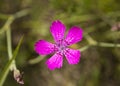 Carnation meadow - Dianthus campestris, Carnation field, Dianthus deltoides Dianthus deltoids Royalty Free Stock Photo