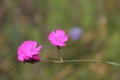 Carnation meadow growing in the field