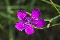 Carnation meadow Royalty Free Stock Photo