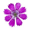 Carnation, pink dianthus herb izolated