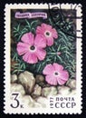 Carnation, pink or sweet william - Dianthus repens, circa 1977