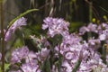 Carnation pinkish purple flowers Royalty Free Stock Photo