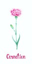 Carnation purple-white striped flower with bud isolated on white hand painted watercolor illustration