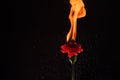 Carnation red dianthus flower burning with flame and sparks dark background copy space, fire