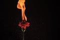 Carnation red dianthus flower burning with flame and sparks dark background copy space, fire
