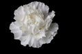 Carnation set on a black back ground in Soft white