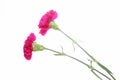 Carnation in a white background