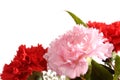 Carnations Royalty Free Stock Photo