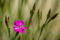 Carnations are beautiful flowers for your garden close up Royalty Free Stock Photo