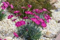 Carnations are beautiful flowers for your garden close up Royalty Free Stock Photo