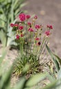 Carnations are beautiful flowers for your garden close up Royalty Free Stock Photo