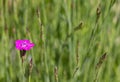 Carnations are beautiful flowers for your garden close up Royalty Free Stock Photo