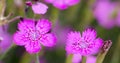 Carnations are beautiful flowers for your garden close up Royalty Free Stock Photo