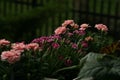 Carnations in the box on the balcony, Dianthus