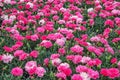 Carnations, Dianthus caryophyllus, a herbaceous perennial plant. Flowers background