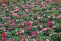 Carnations, Dianthus caryophyllus, a herbaceous perennial plant. Flowers for gardens, parks, balconies, rooms