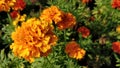 Carnation orange flower Royalty Free Stock Photo