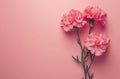 carnations on a pink background rose Royalty Free Stock Photo