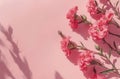 carnations on a pink background rose Royalty Free Stock Photo