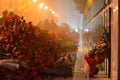 Carnations at 20th January monument, Baku, Azerbaijan