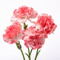 Happy Carnation Flowers On White Background