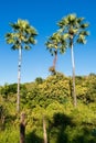 Carnauba palms Copernicia prunifera against blue sky in Oeiras - Brazil