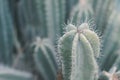 Carnegiea Gigantea cactus. Saguaro plant Royalty Free Stock Photo