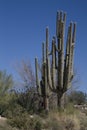 Carnegiea gigantea - Saguaro Royalty Free Stock Photo
