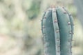 Carnegiea gigantea. Saguaro. Background with big green cactus captured outdoo Royalty Free Stock Photo