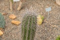 Carnegiea Gigantea or Saguaro cactus in Zurich in Switzerland Royalty Free Stock Photo