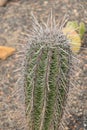 Carnegiea Gigantea or Saguaro cactus in Zurich in Switzerland Royalty Free Stock Photo