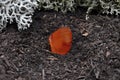 Carnelian on forest floor Royalty Free Stock Photo