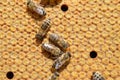 Carnica honey bees on combs