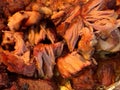 Shredded pork carnitas closeup Royalty Free Stock Photo