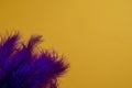 Carnival. Festive background with copy space. Purple feathers on a yellow background. Mardi Gras. Brazilian