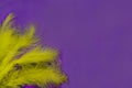 Carnival. Festive background with copy space. Yellow feathers on a purple background. Mardi Gras. Brazilian