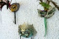 Carnival masks on the wall. Royalty Free Stock Photo