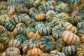 Carnival Squash Royalty Free Stock Photo