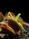 Carnivor Plants Dionea