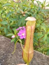 Carnivora plant from indonesia