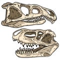 Carnivore dinosars skulls line hand drawn sketch image set. Archosaurus rossicus and Prestosuchus chiniquensi carnivorous dinosaur